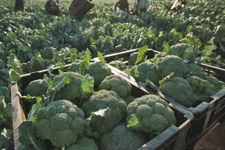“From Garden to Plate: A Guide to Growing Fresh and Nutritious Broccoli at Home”