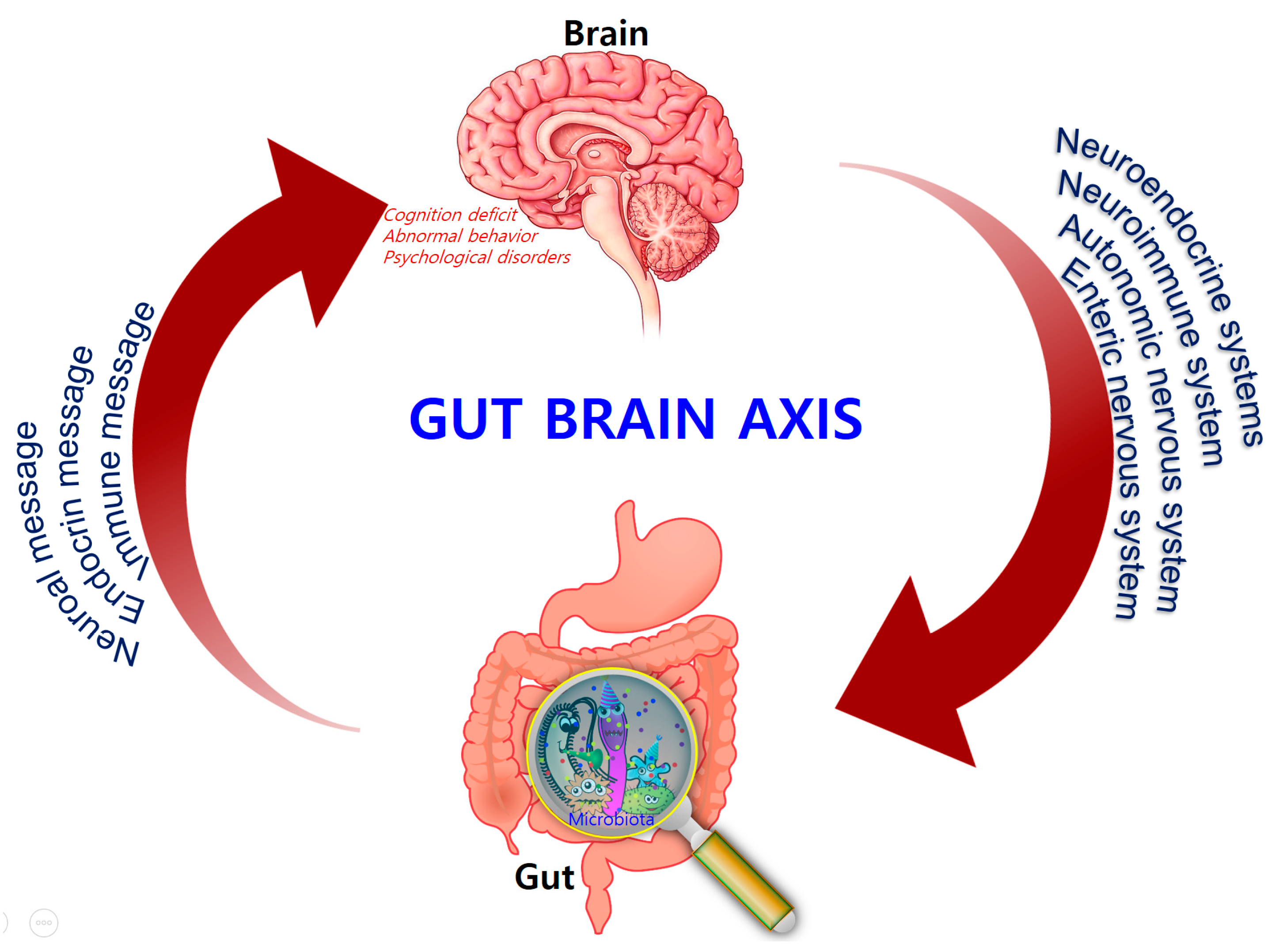 “Unlocking the Power of Prebiotics: Boosting Gut-Brain Axis and Beyond”