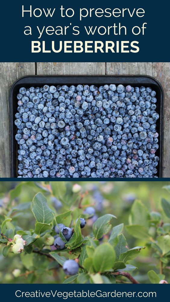 “Berry Delicious: How to Store Blueberries for Maximum Freshness and Flavor All Year Round!”