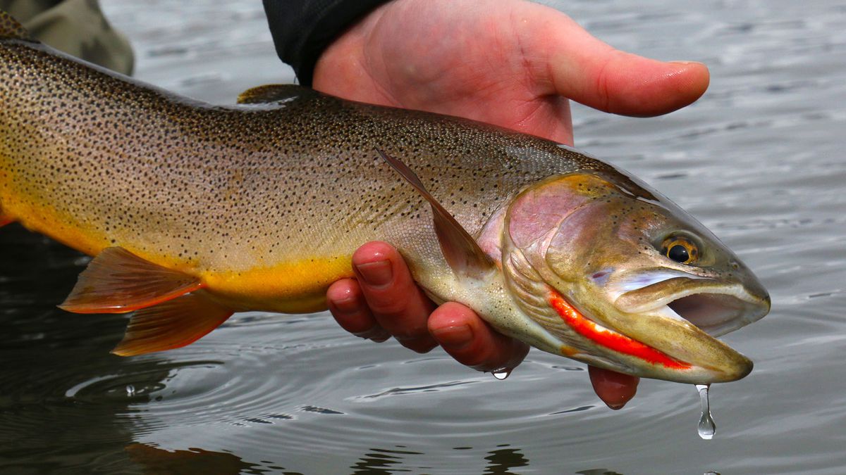 Trout: The Heart-Healthy Superfish