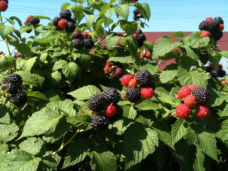 Sustainable Raspberry Farming: A Sweet and Profitable Path to Success
