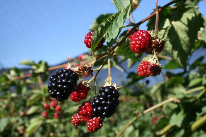 “Maximizing Blackberry Yields: Strategies for Optimal Growth and Delicious Fruits”
