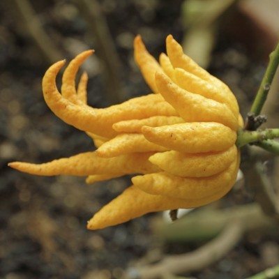 “Unlocking the Zest: 20 Lesser-Known Local Citrus Fruits Packed with Flavor and Health Benefits!”