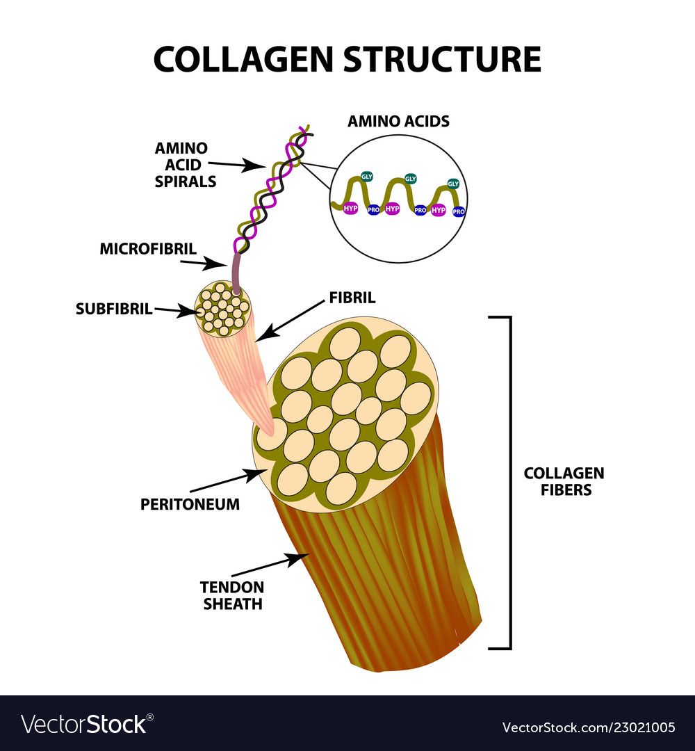 Unveiling the Building Blocks of Healthy Skin, Joints, and More: Collagen Types Explained