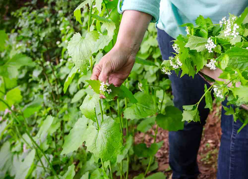 “Exploring Nature’s Bounty: Foraging for Wild Edibles Makes a Comeback!”