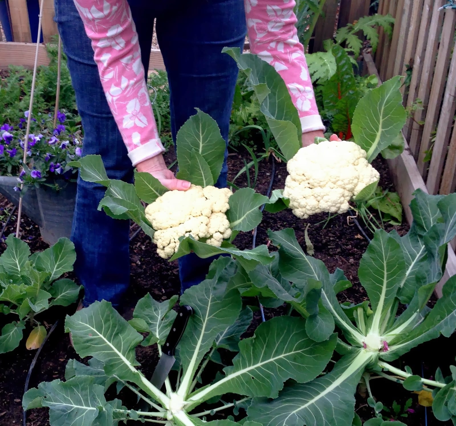“Save Money and Savor Fresh Flavor: Grow Your Own Cauliflower at Home!”