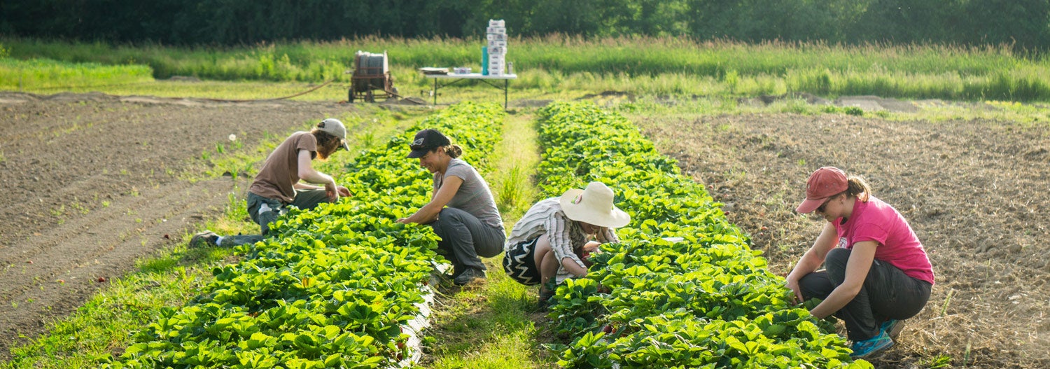 “Growing a Greener Future: The Power of Sustainable Farming Practices”