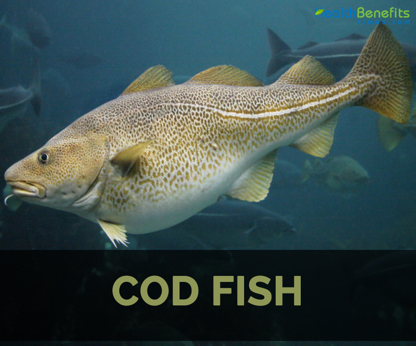 “Unlock the Nutritional Power of Cod Fish: Health Benefits and Delicious Recipes Await!”