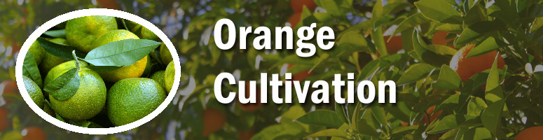 From Ancient Origins to Immune-Boosting Powerhouses: The Fascinating World of Oranges