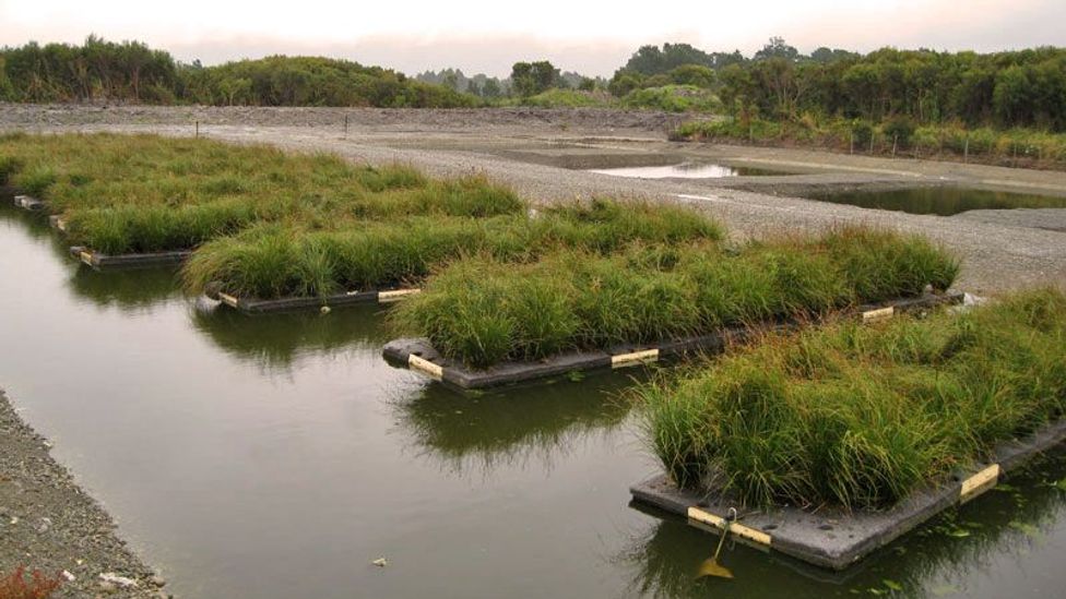 "Preserving Wetlands: Nature's Filter and Sanctuary for Life"