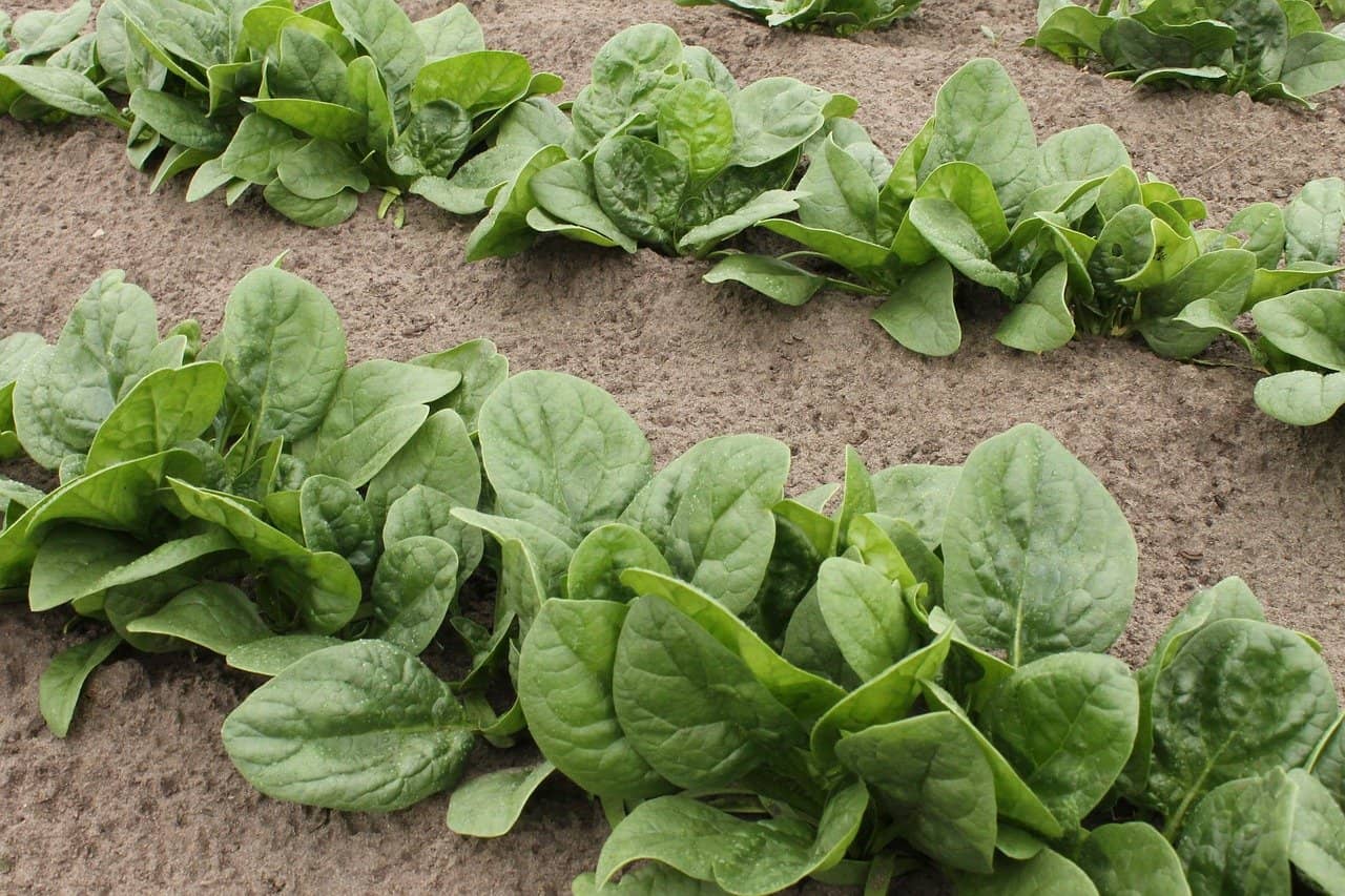 “Grow Your Own Nutritious Spinach: A Fresh and Healthy Addition to Your Home!”
