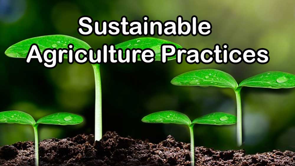 Unleashing the Power of Sustainable Agriculture: Balancing Prosperity, Planet, and People