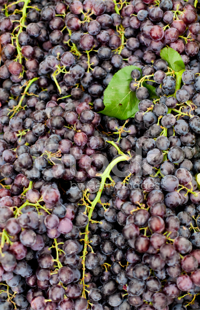 “Organic Grapes: A Sweet Choice for Health and Sustainability”