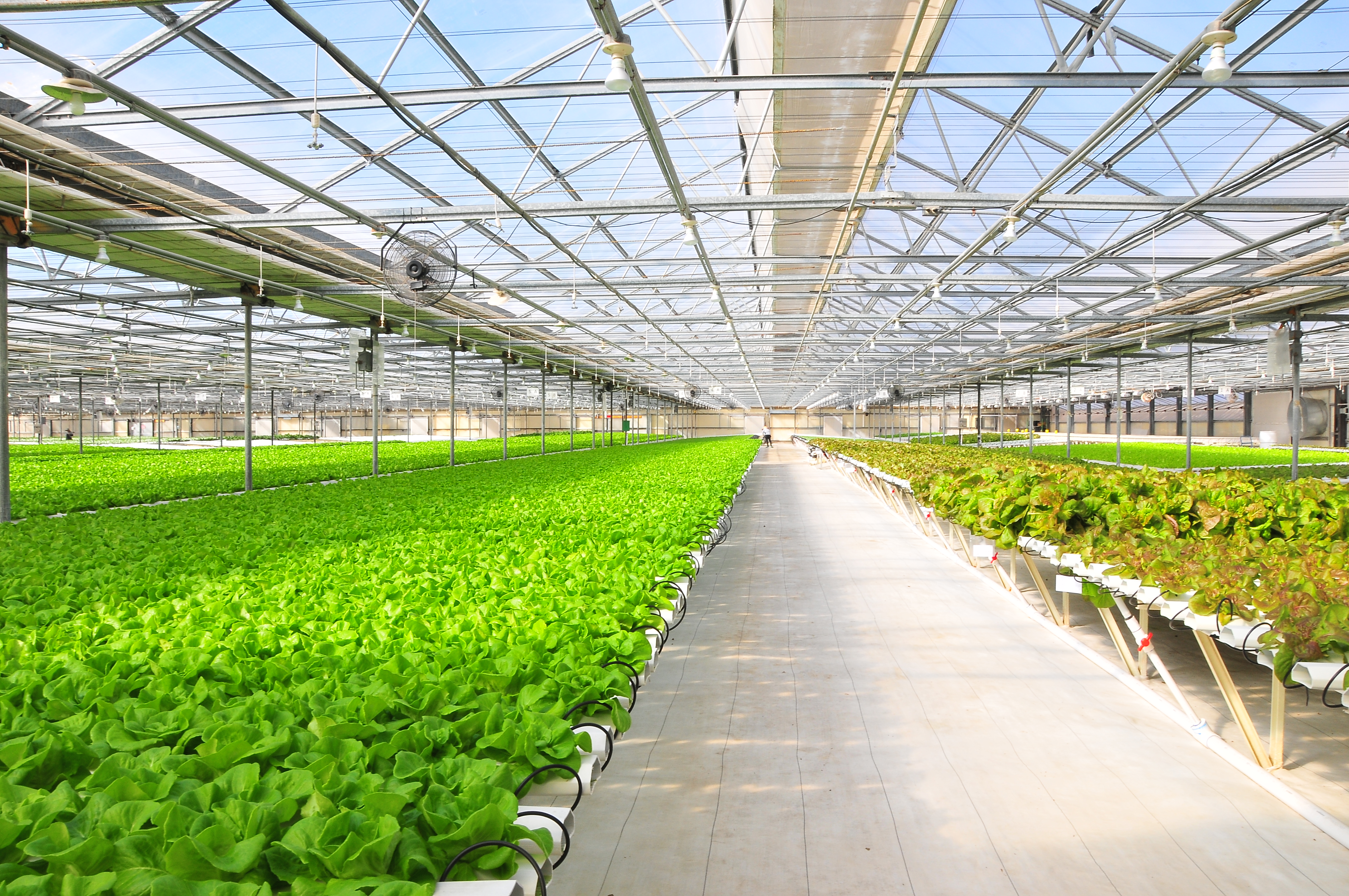 Hydroponic Farming: Growing a Sustainable Future for Healthy Eating