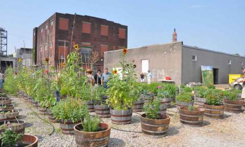 “Urban Oasis: Organic Gardening Techniques for Thriving City Dwellers”