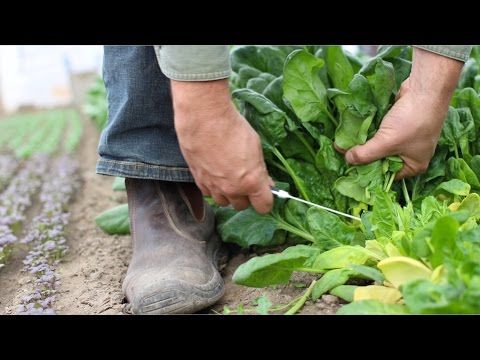 “Grow Your Own Nutrient-Rich Spinach in Urban Gardens: Compact, Easy, and Healthy!”