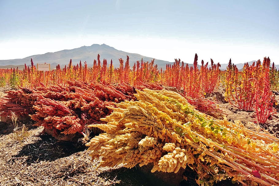 The Quinoa Revolution: From Ancient Grain to North American Superfood