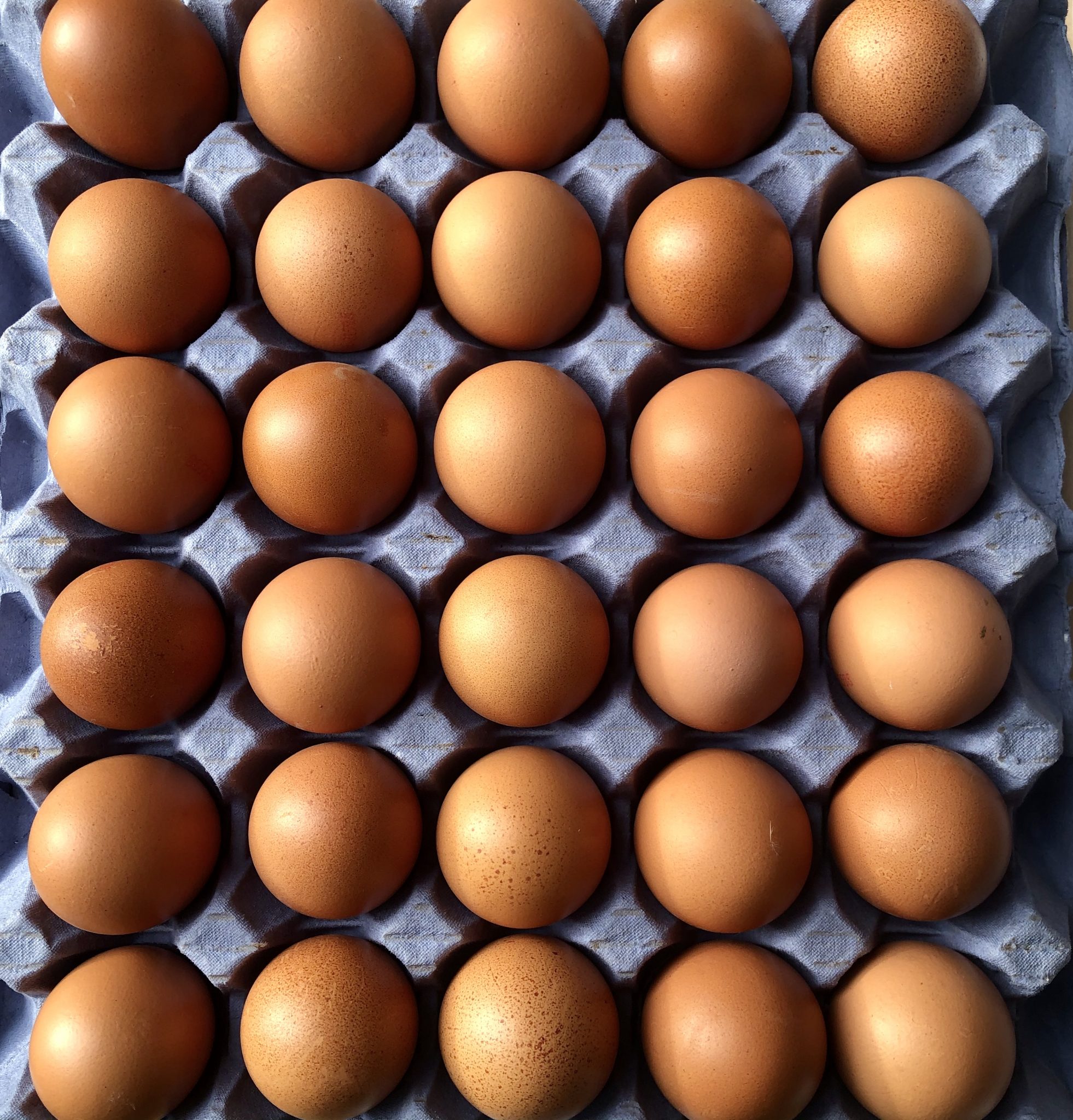 Are Free-Range Eggs Worth the Extra Cluck?