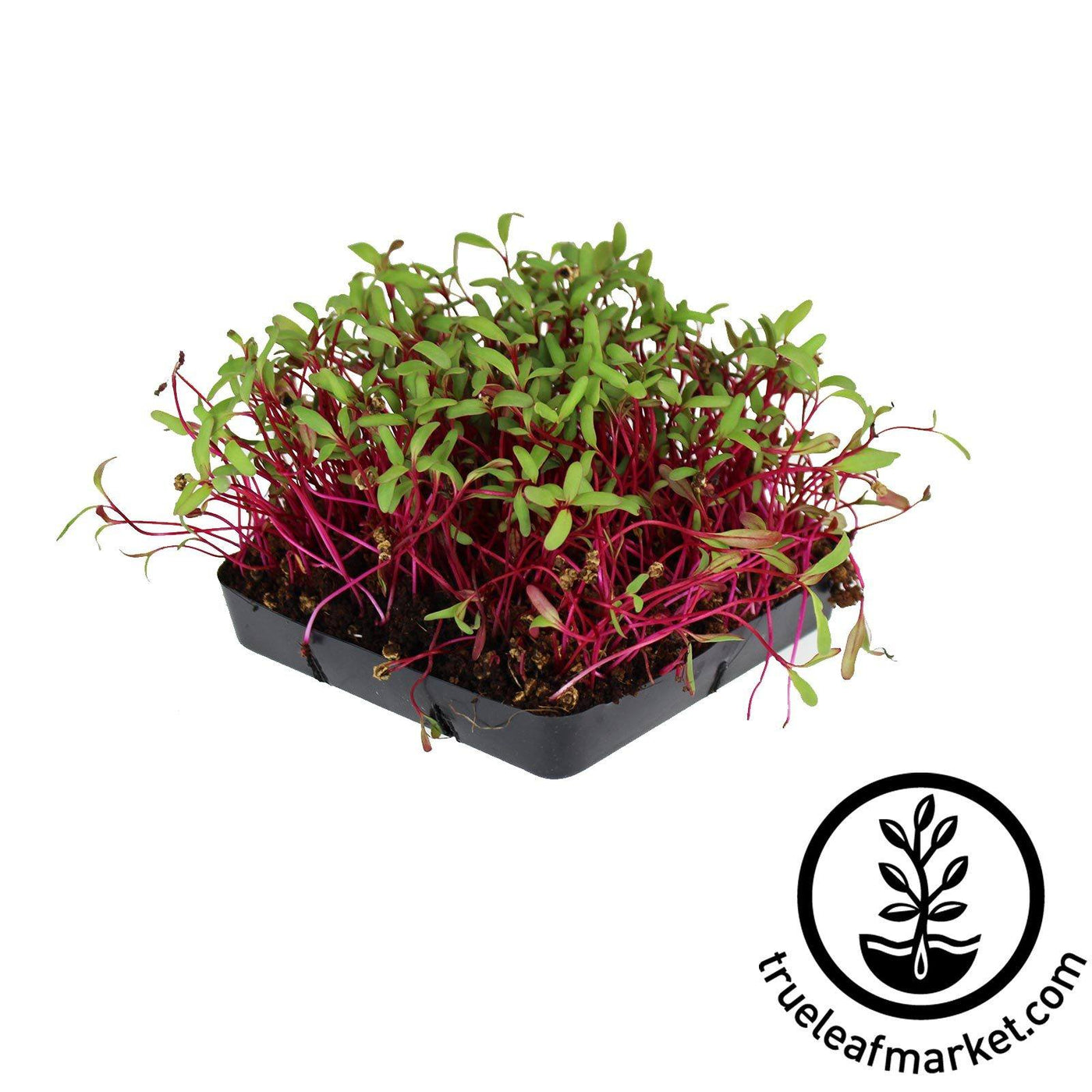 “Mastering the Art of Microgreen Seed Selection: Tips and Tricks for Growing Nutrient-Packed Greens!”