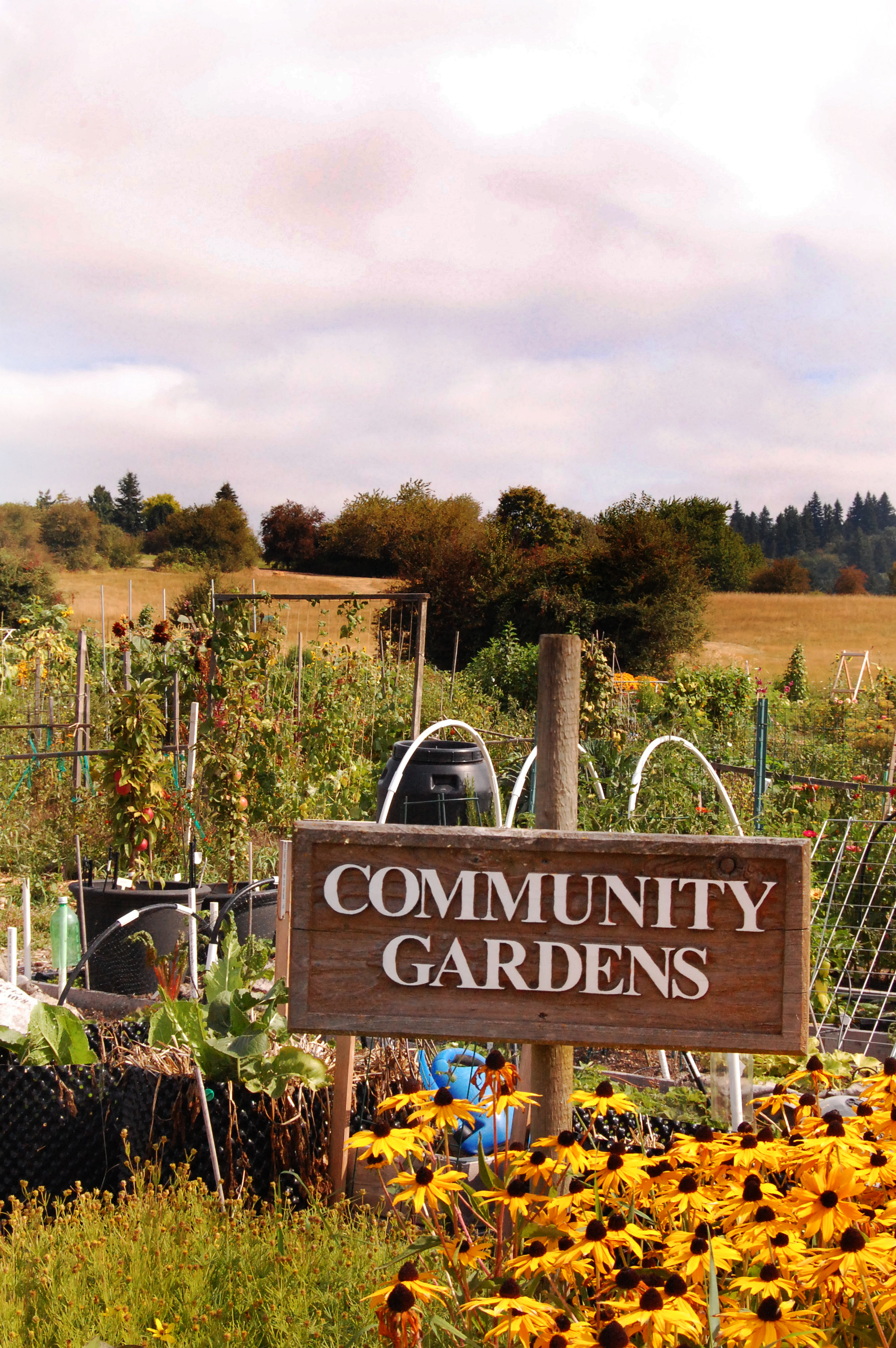 “Growing Health and Connection: The Power of Community Gardens”