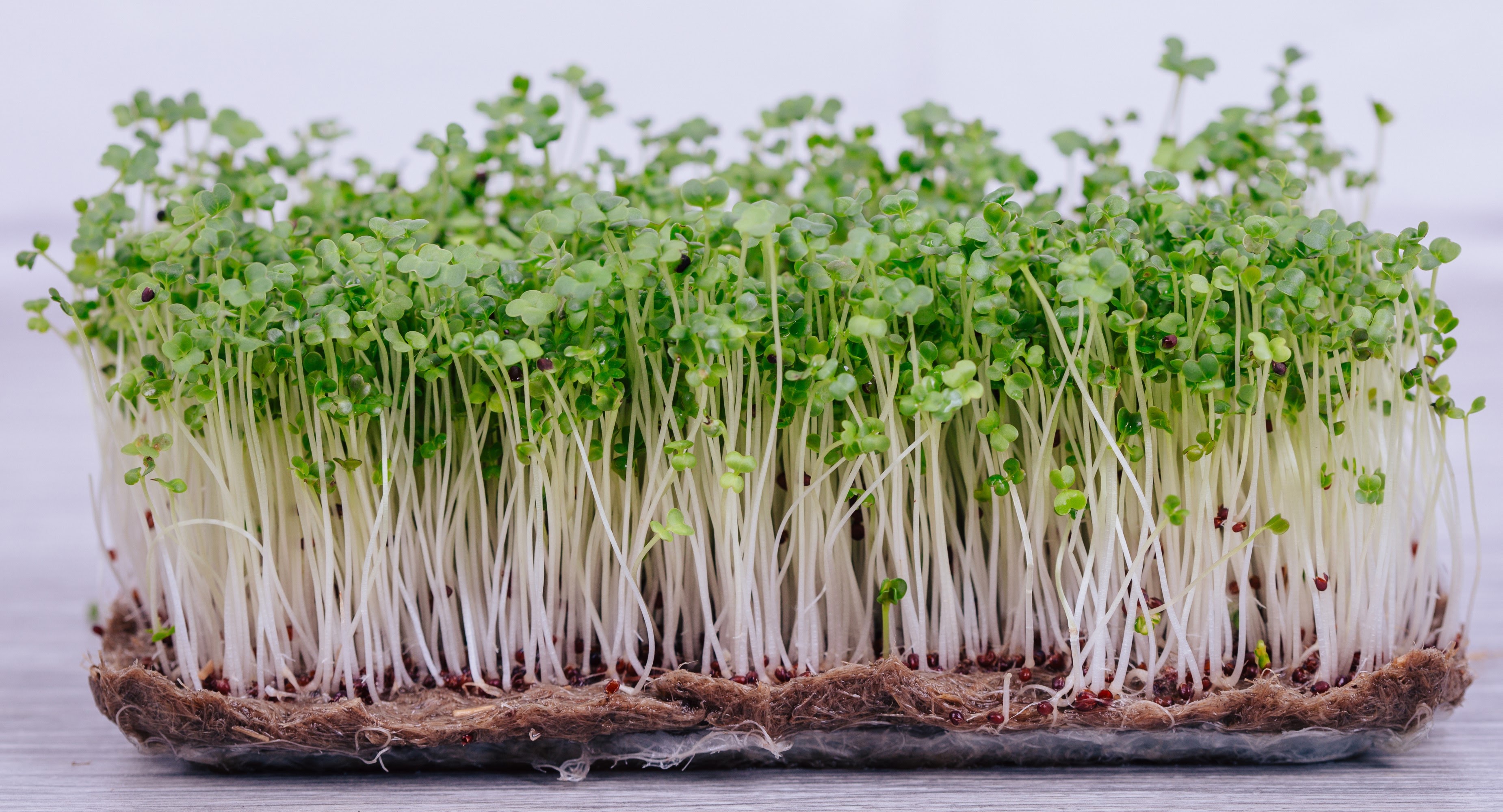 Avoid These Mistakes for Successful Microgreen Cultivation