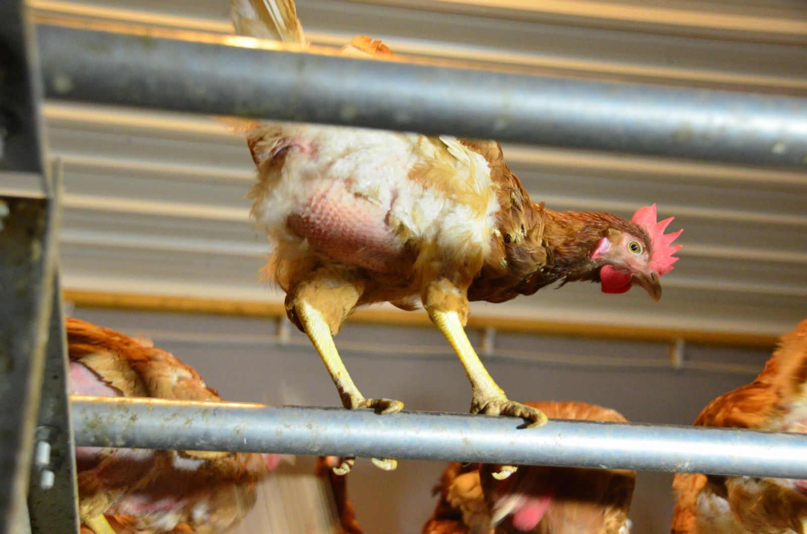 The Economic Impact of Animal Welfare Regulations on Free-Range Eggs: Price and Availability Challenges