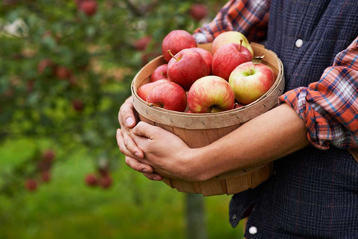 “Fall into Fun: Essential Tips for a Successful Apple-Picking Adventure!”
