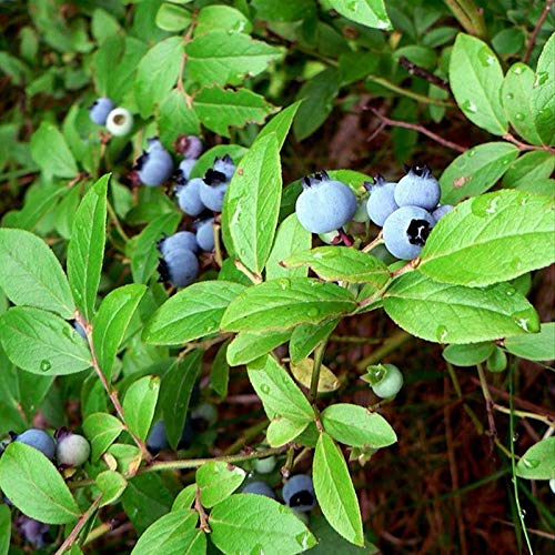 “Discover the Delightful Diversity of European Blueberry Varieties!”
