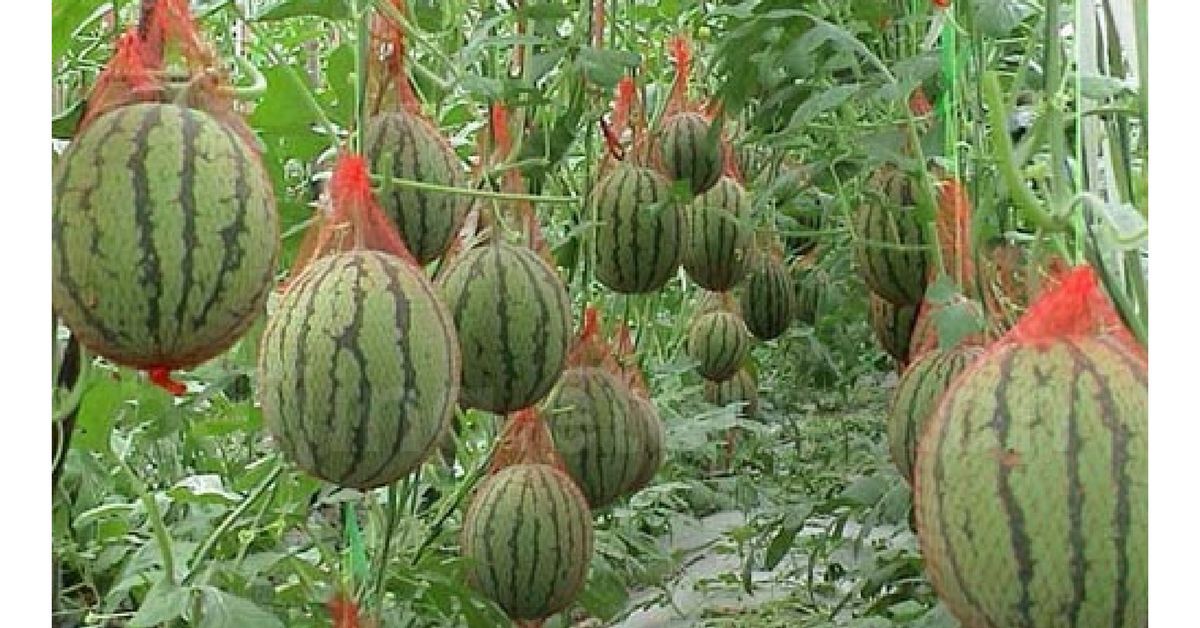 Unveiling the Secrets to Growing Juicy and Nutritious Watermelons