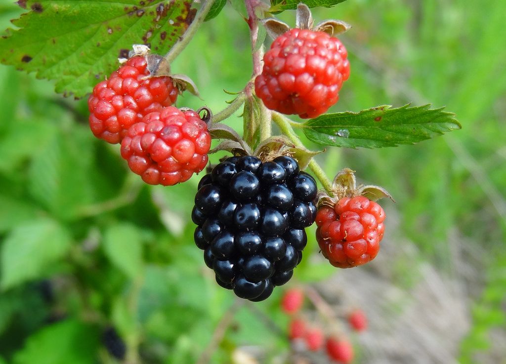 Unlock the Power of South American Blackberries: A Nutrient-Rich Superfood