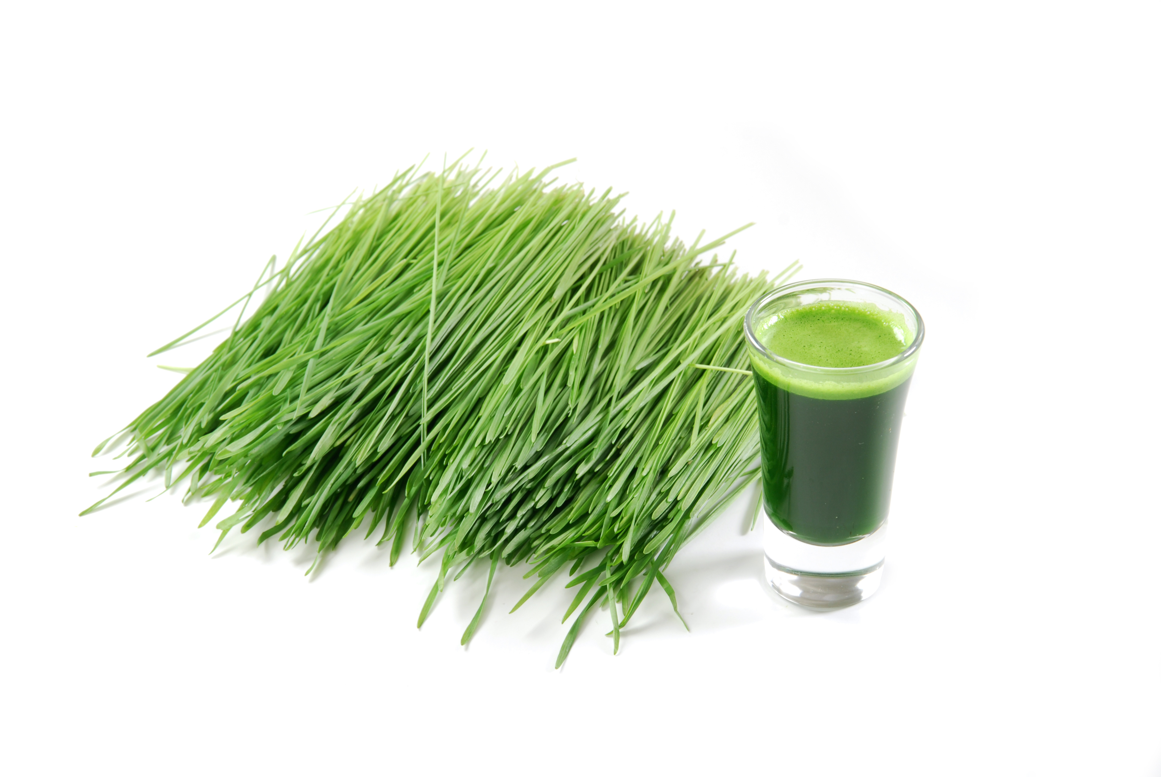 “Wheatgrass: The Green Superfood for Effortless Weight Loss”