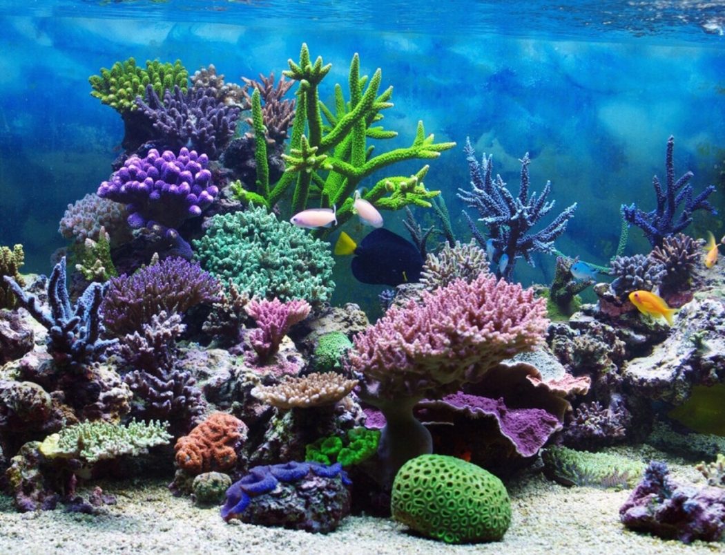 Coral Reefs: The Secret to a Healthy Diet