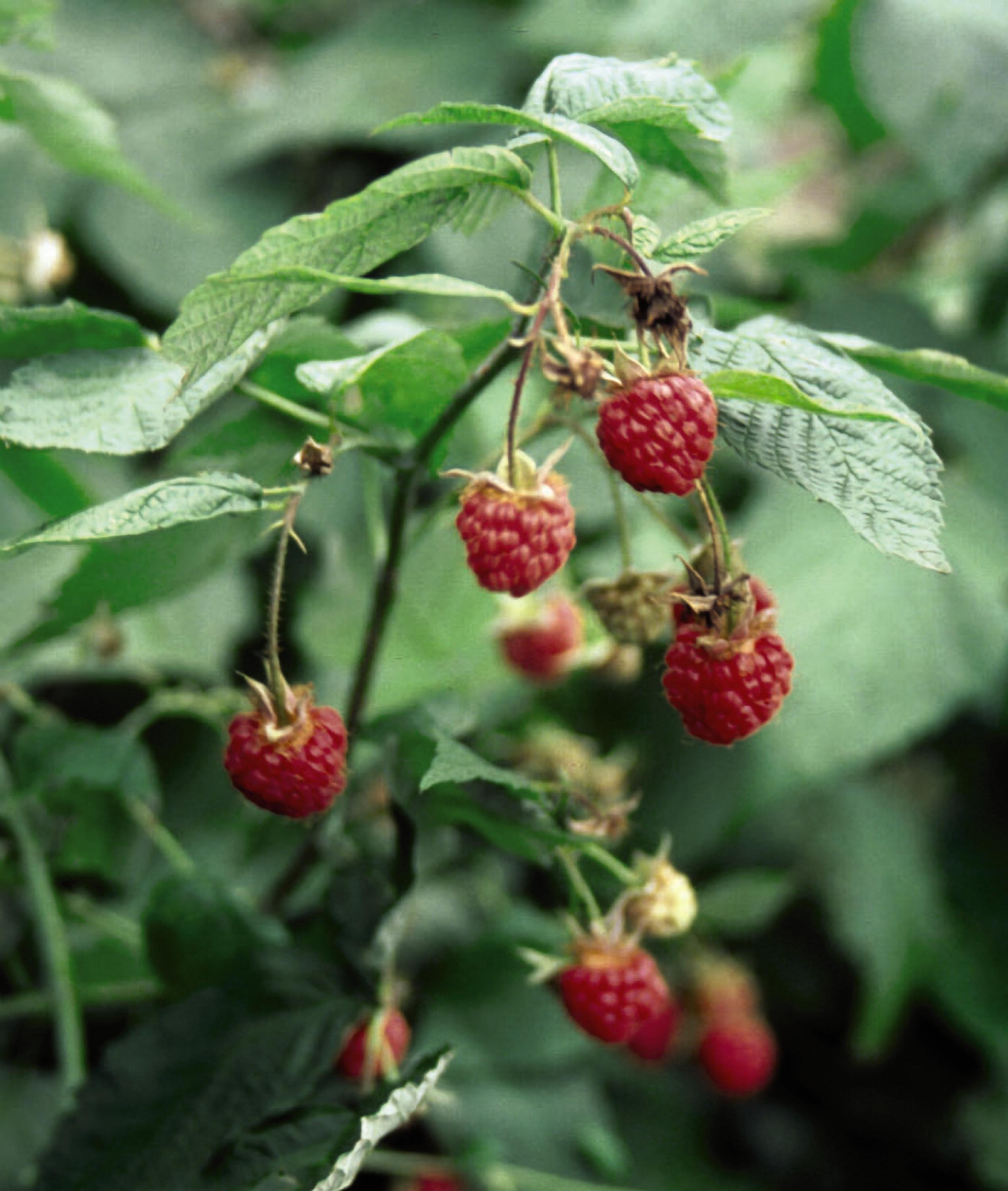 Exploring the Delicious Diversity of Raspberries