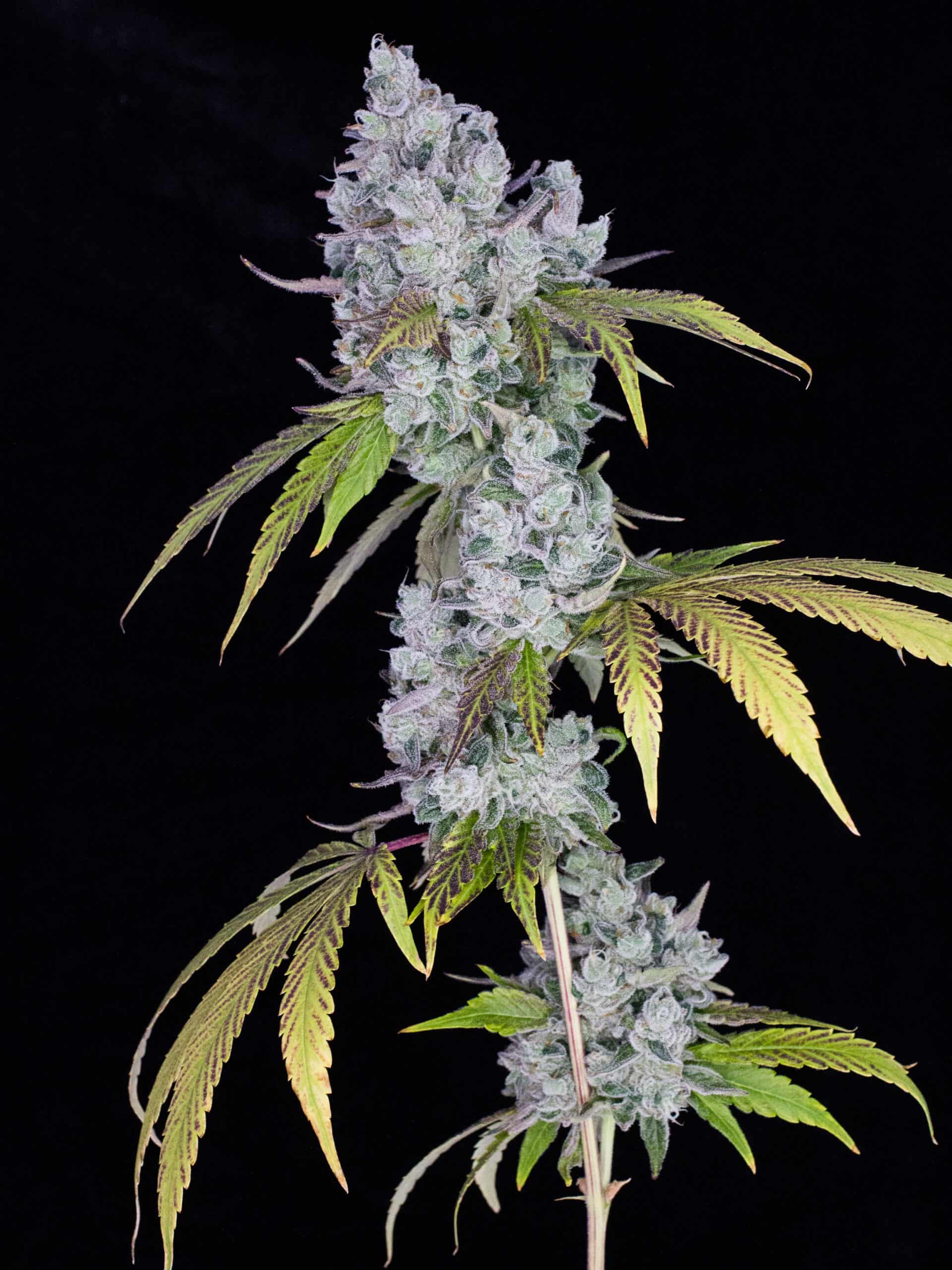 The Rise of Sustainable Acai Farming: Preserving the Rainforest, One Berry at a Time