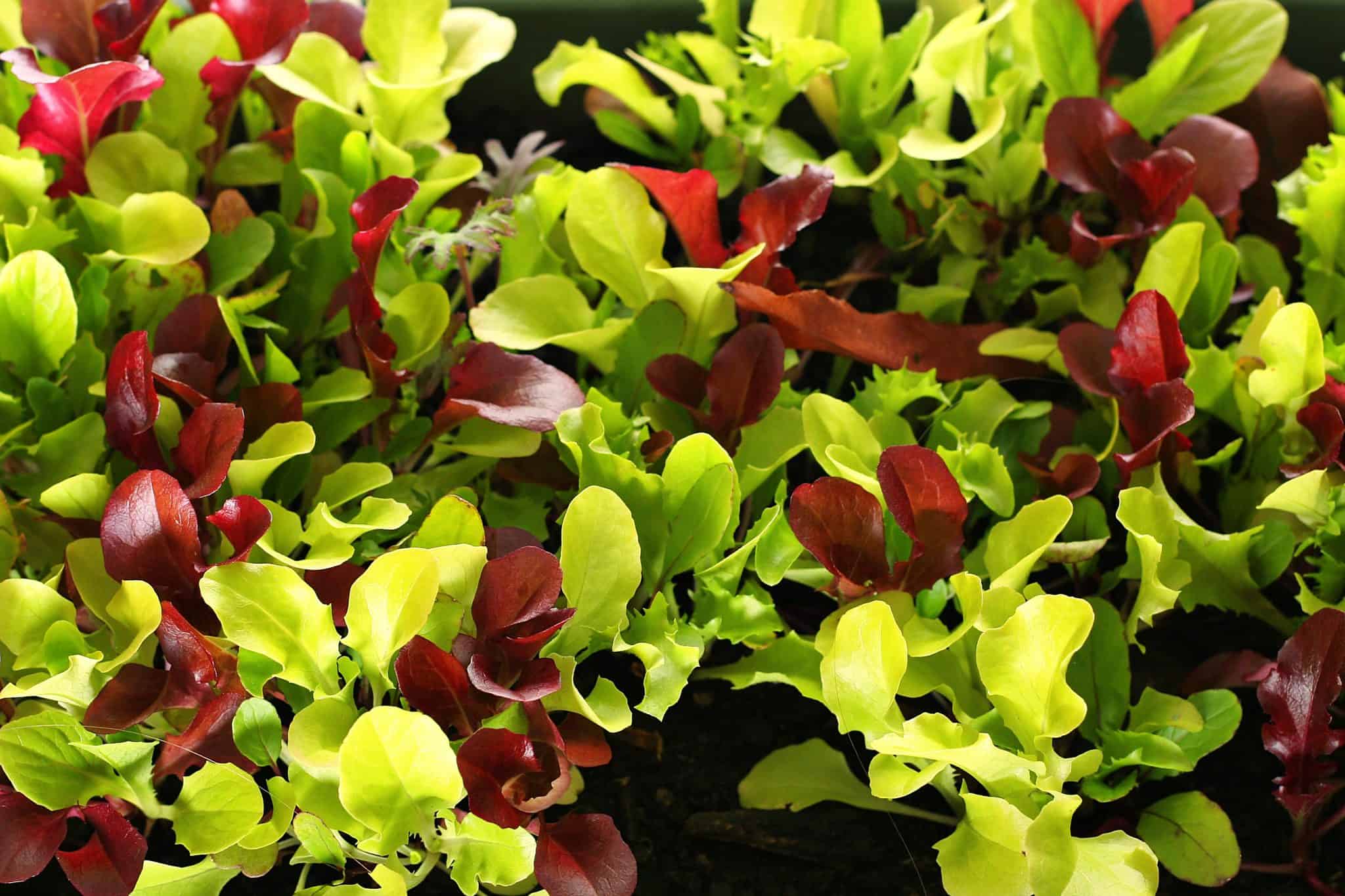 Unleash the Flavor and Nutrition of Lesser-Known Microgreens