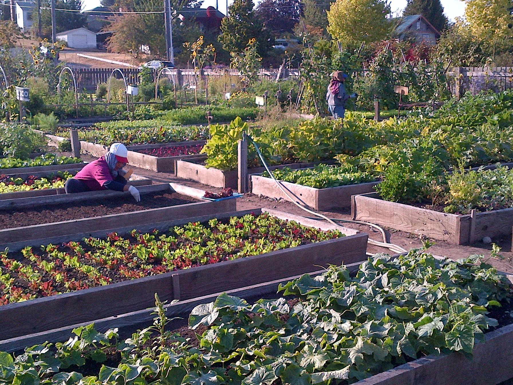 8 Reasons Why Community Gardens Are the Secret to a Thriving Neighborhood