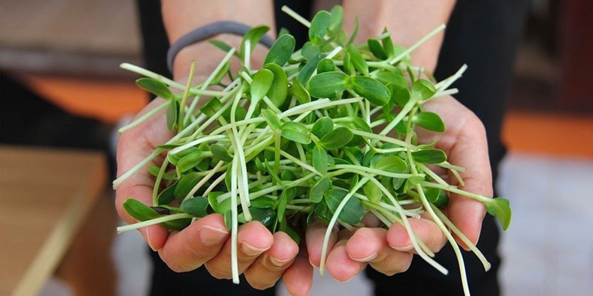 “Tiny Greens, Big Flavor: 10 Microgreens to Boost Your Meals and Health”