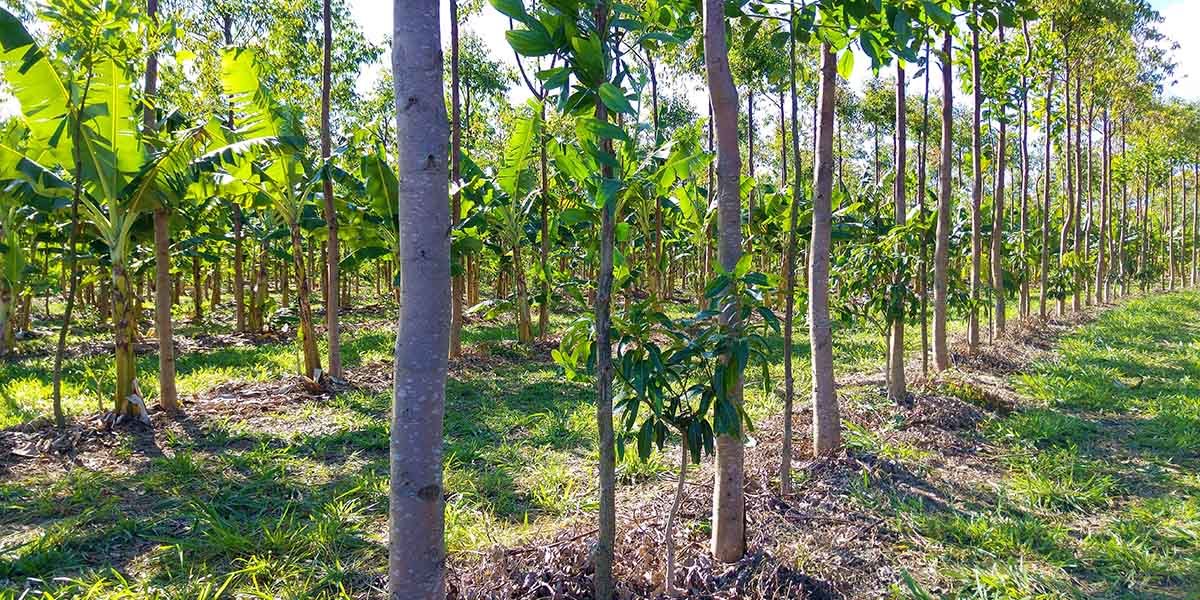 “Agroforestry Systems: The Nutrient-Rich Path to Sustainable Eating”