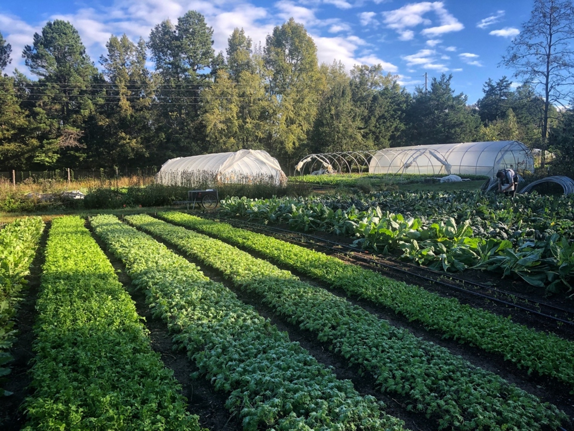 “Growing Green: Permaculture Paves the Way to Sustainable and Healthy Eating”