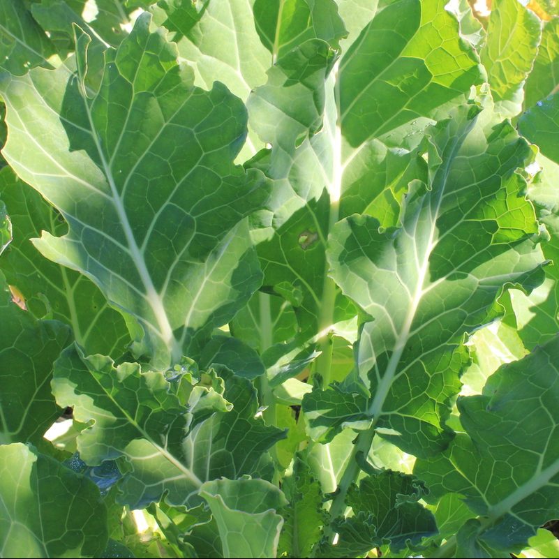 Thousand-Headed Kale: The Nutritional Powerhouse You Need to Try