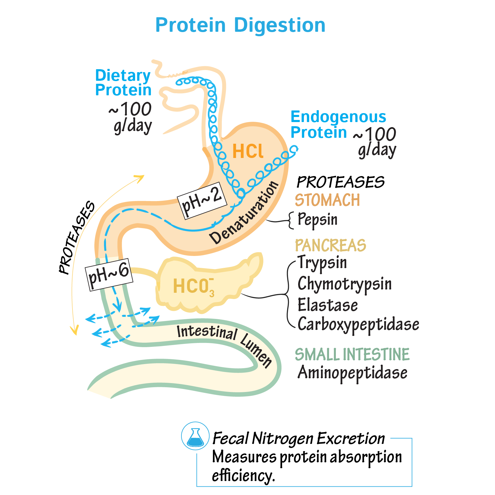 Protein Powder and Digestion: Unveiling the Benefits and Risks