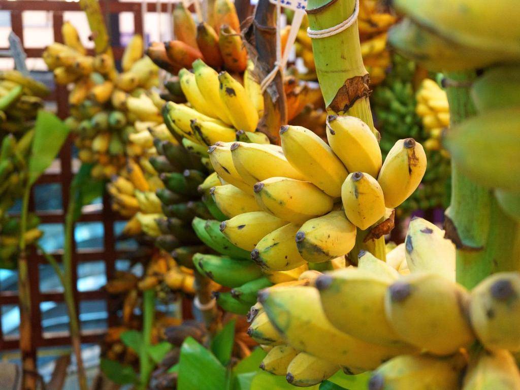 The Fascinating Journey of Bananas: From Farm to Plate