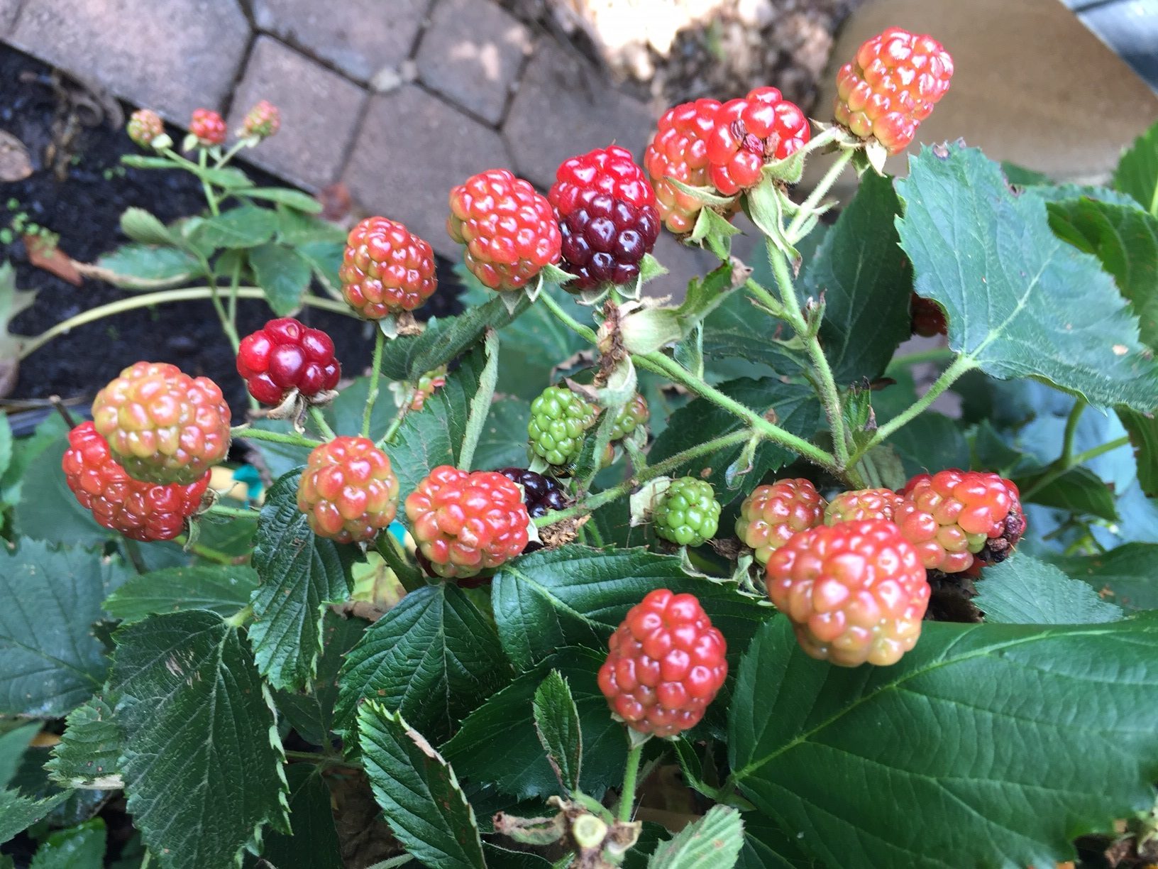 Central American Blackberries: The Nutritional Powerhouse You’ve Been Overlooking