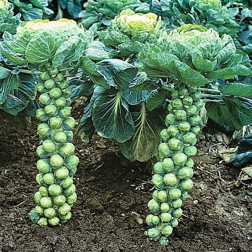 “Brussels Sprouts: The Antioxidant Powerhouse You’ve Been Overlooking”