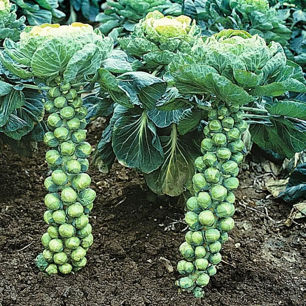 “Brussels Sprouts: The Nutritional Powerhouse You’ve Been Overlooking”