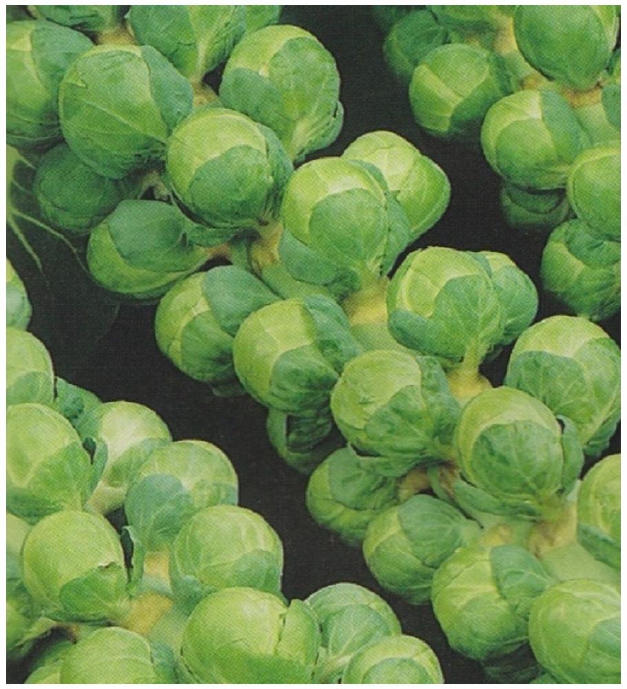 “Sprout for Success: How to Choose the Freshest Brussels Sprouts for Maximum Flavor and Nutrition”