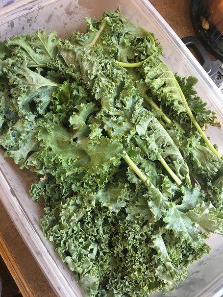 Keep Your Kale Fresh: A Guide to Storing and Preserving the Superfood