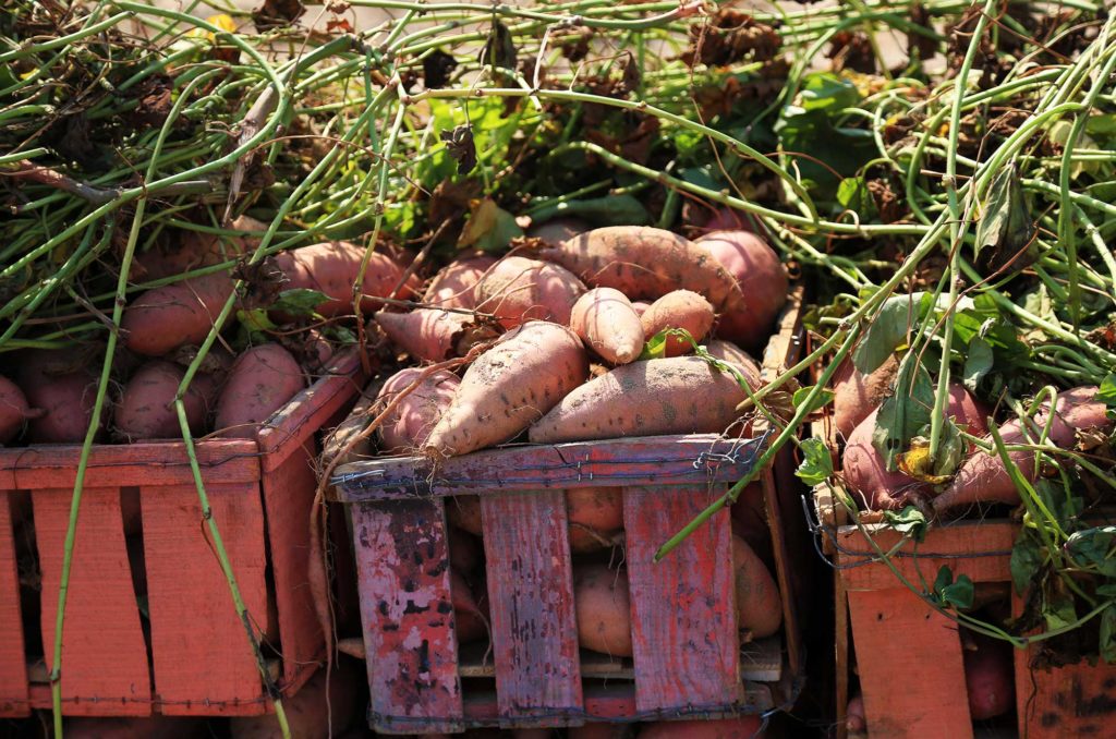 “From Farm to Fortune: Unlocking the Sweet Potential of Sweet Potato Farming with Smart Financing Options”