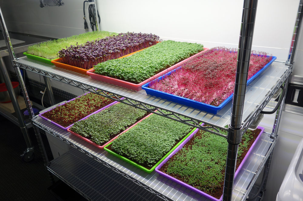 “Microgreens: The Nutrient-Packed Trend Taking Root in Soil and Water”