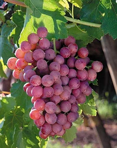 Flame Seedless Grapes: The Perfect Blend of Health and Flavor
